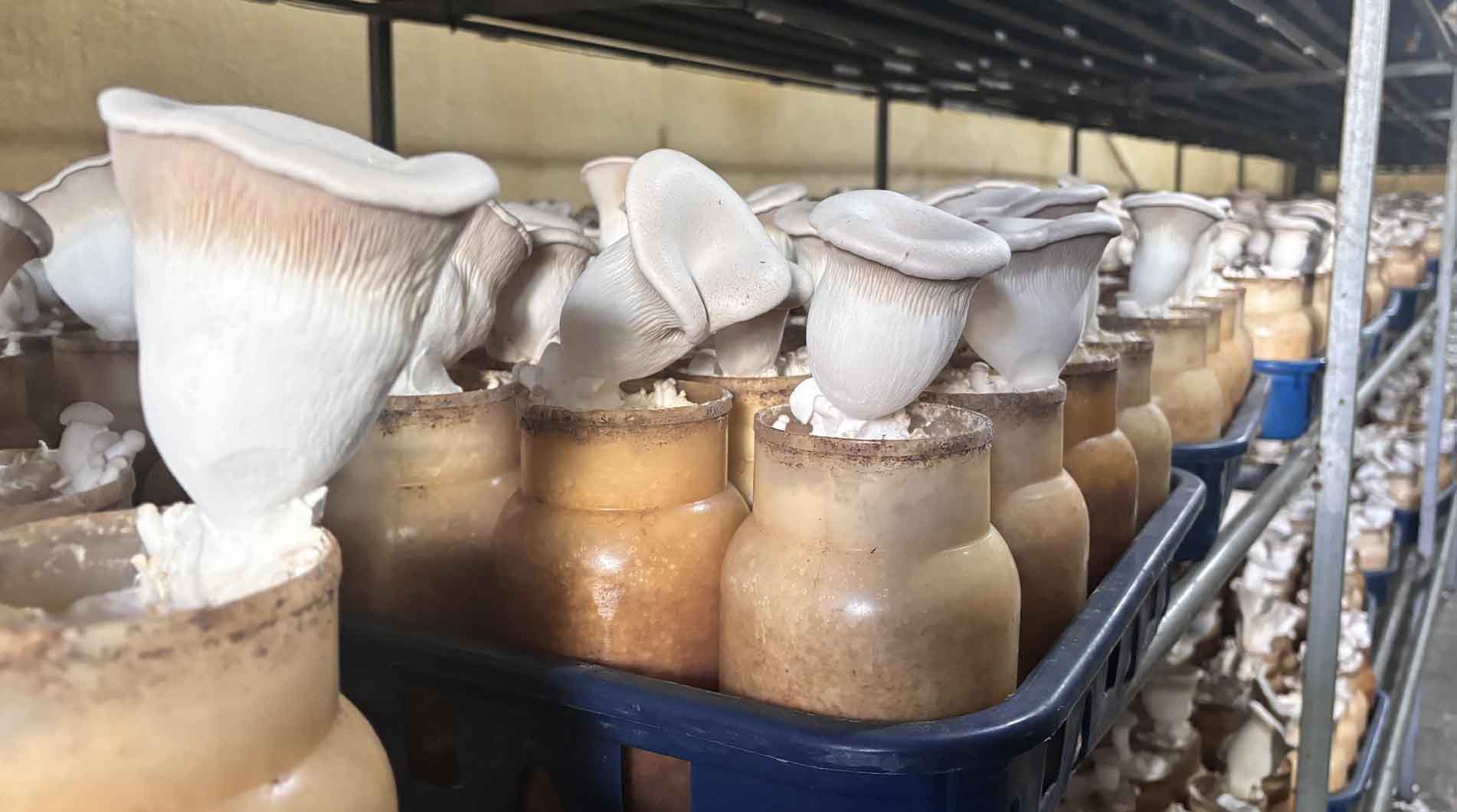 국산 버섯 품종 보급률 63%까지 올라