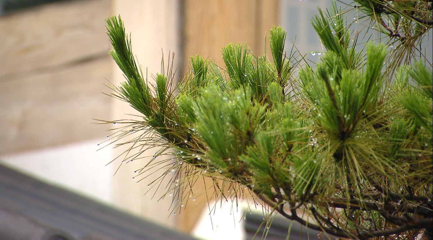 흐리고 비.. 내일 새벽까지 5~10mm