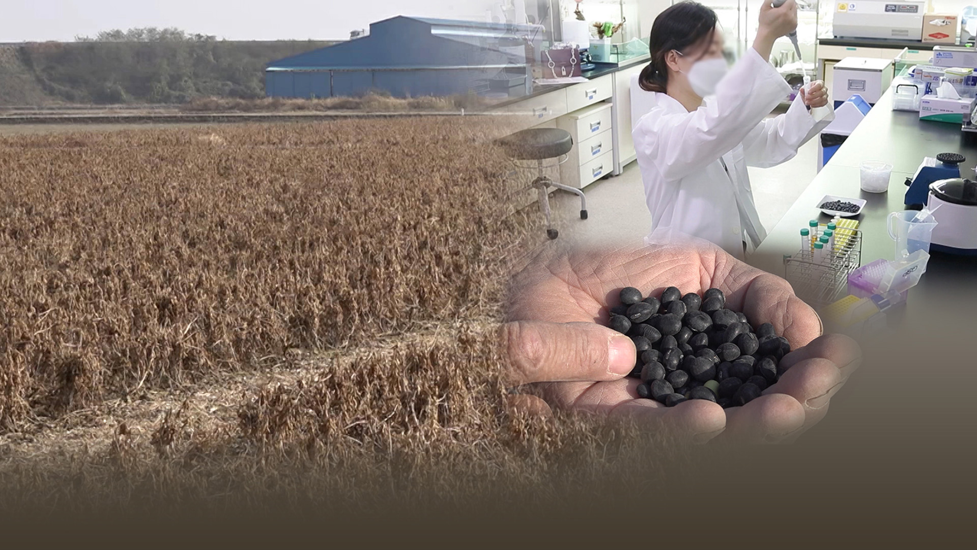 항암 성분 높은 검정콩 '소만' 보급