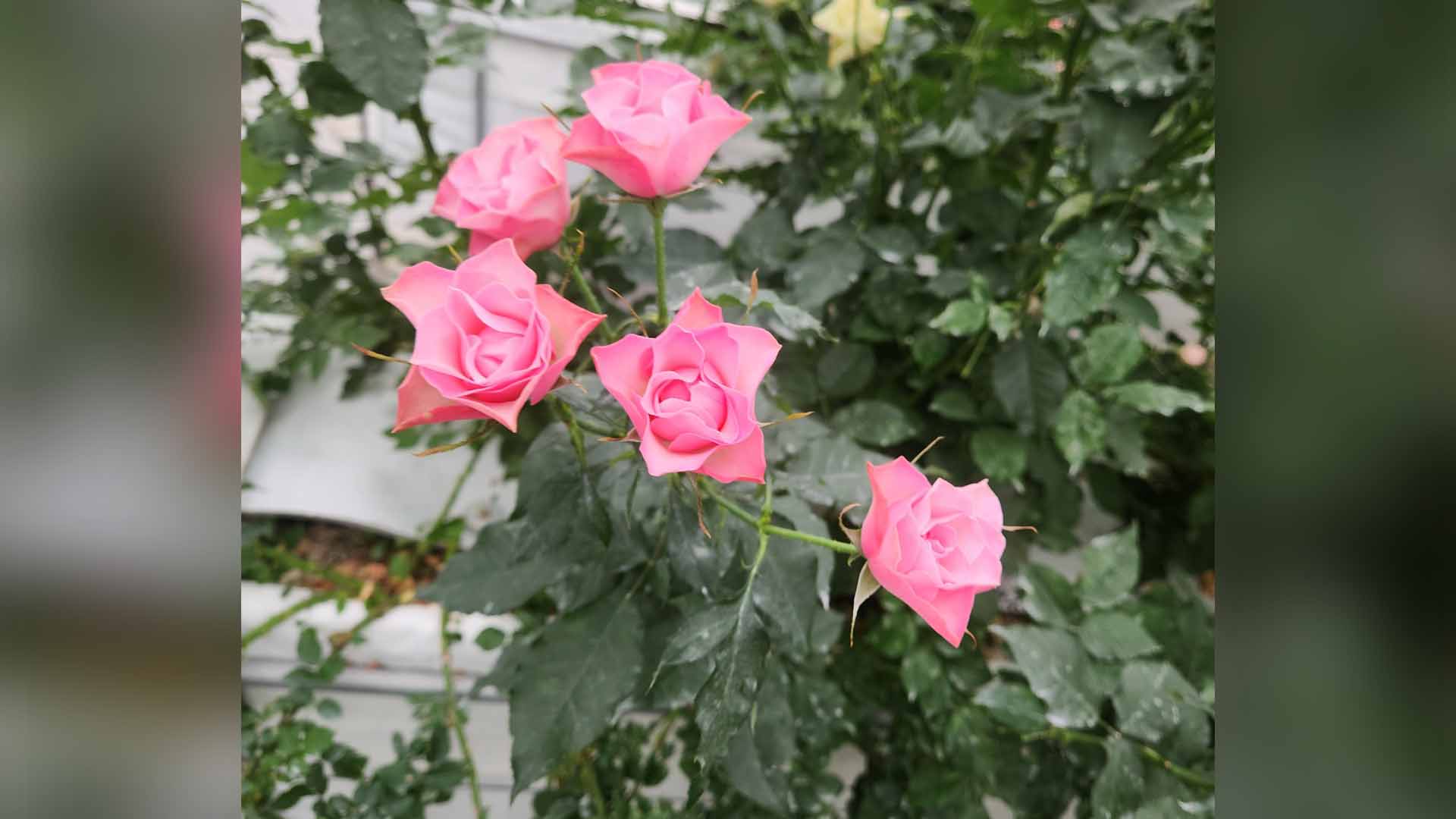 농진청, 21~28일 국산 장미 20품종 선보여