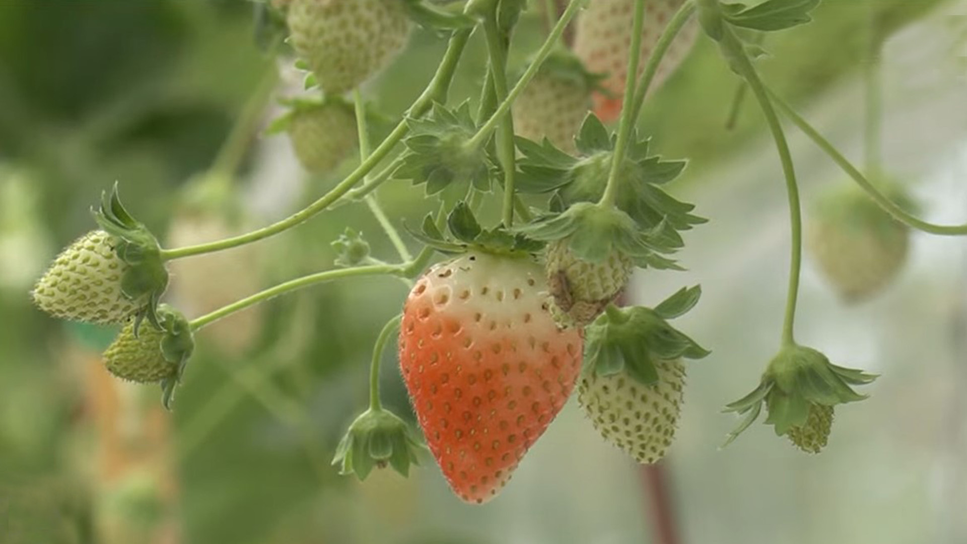 무주군·CJ푸드빌, 여름딸기 유통 활성화 협약 [글로컬소식]
