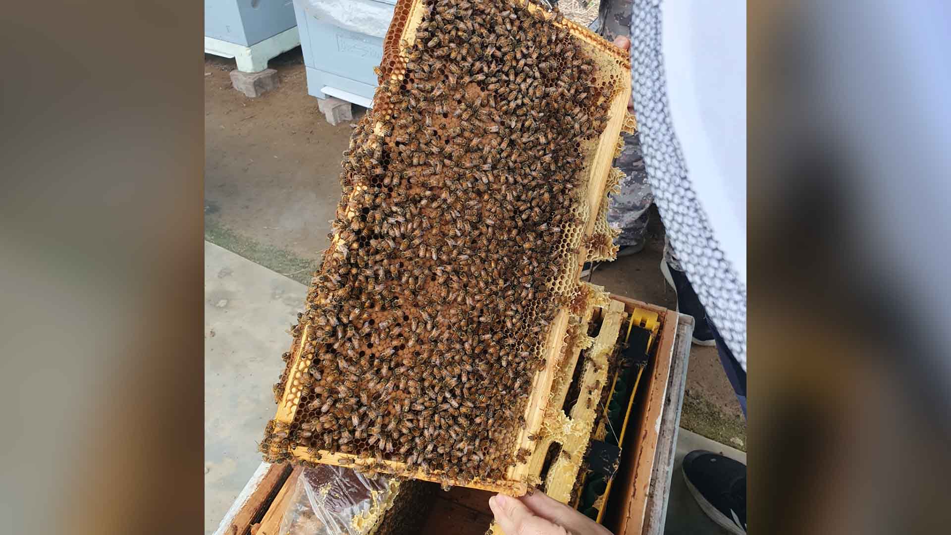 화분 매개용 꿀벌, 6월이 생산 적기