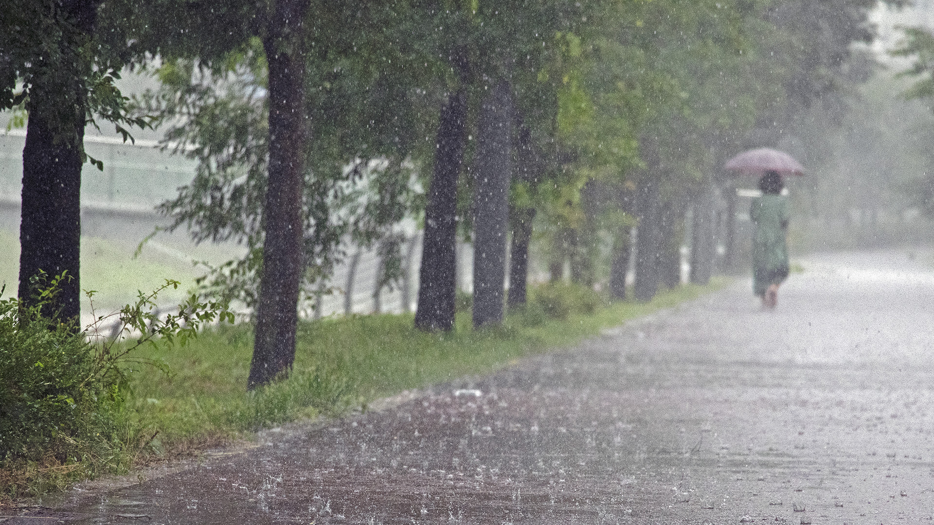 전주·정읍 등 5개 시군 호의주의보