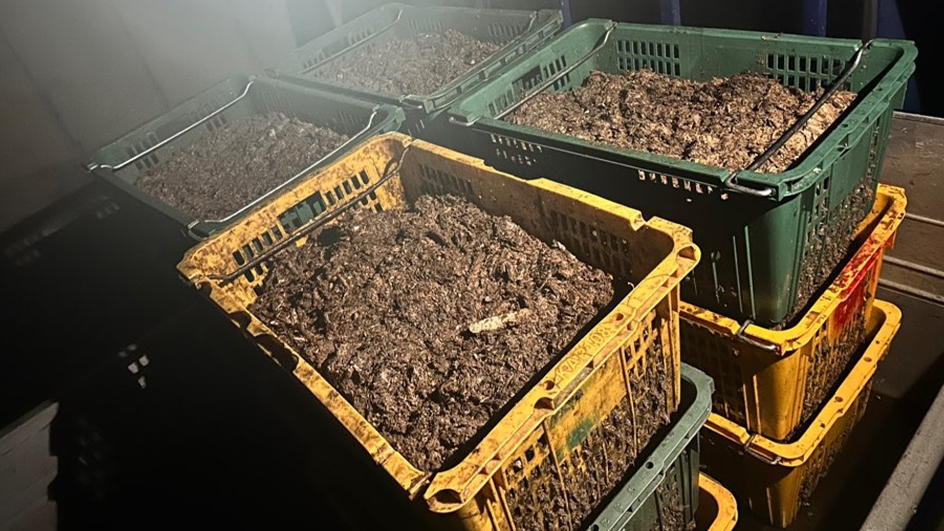 멸치액젓 찌꺼기 300kg 바다에 무단 투기.. 2명 적발