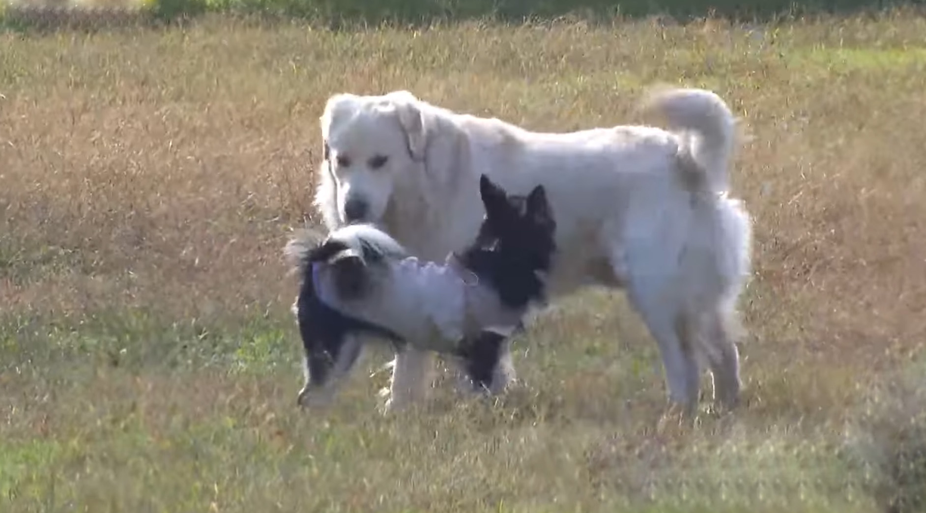 전북자치도, 반려견 집중 단속.. 등록 여부·인식표 부착 등 점검