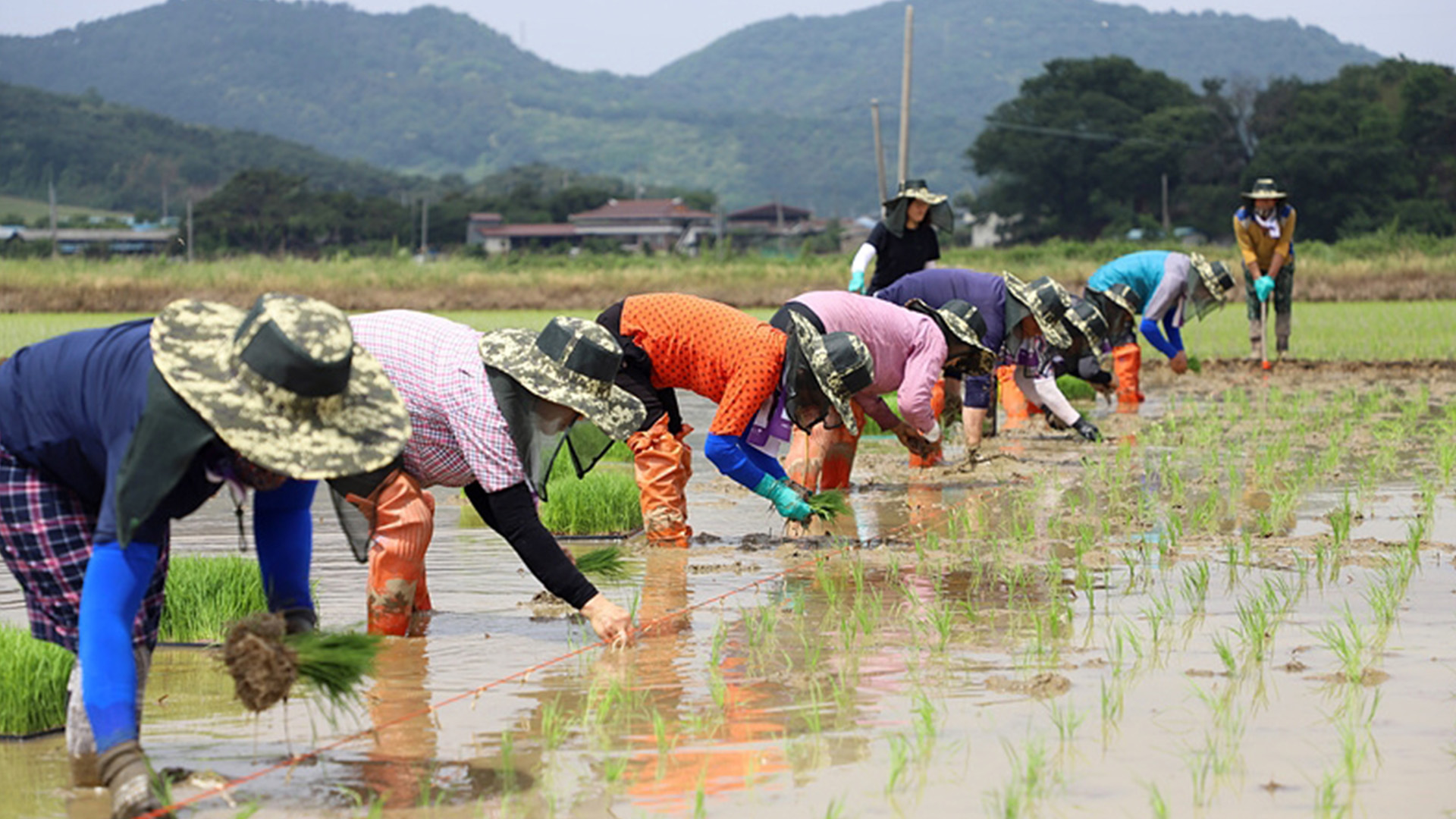 정읍시, 폭염 대비 '농업인 안전보험' 가입 당부…80% 지원