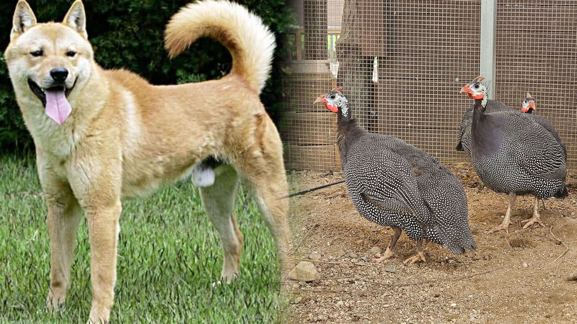 진돗개 황구·호로새 등 FAO 국제정보시스템 등재