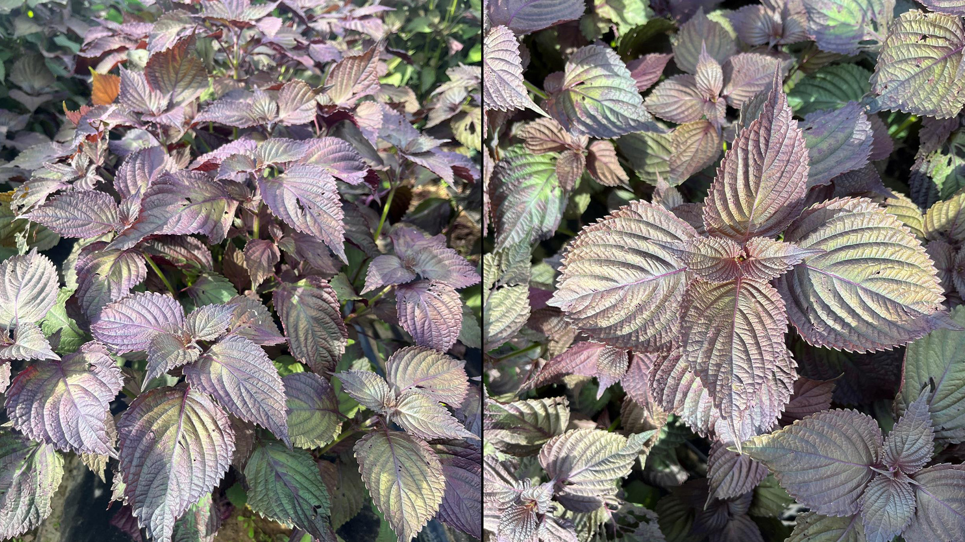 국산 잎들깨 '숨들'..호흡기 질환 개선 효과 입증
