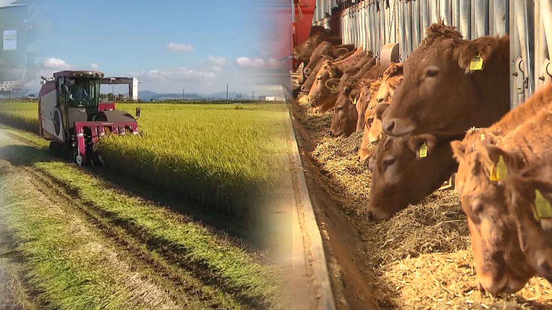 전북 농민단체, 관세협상 한미 입장 달라.. 지켜봐야