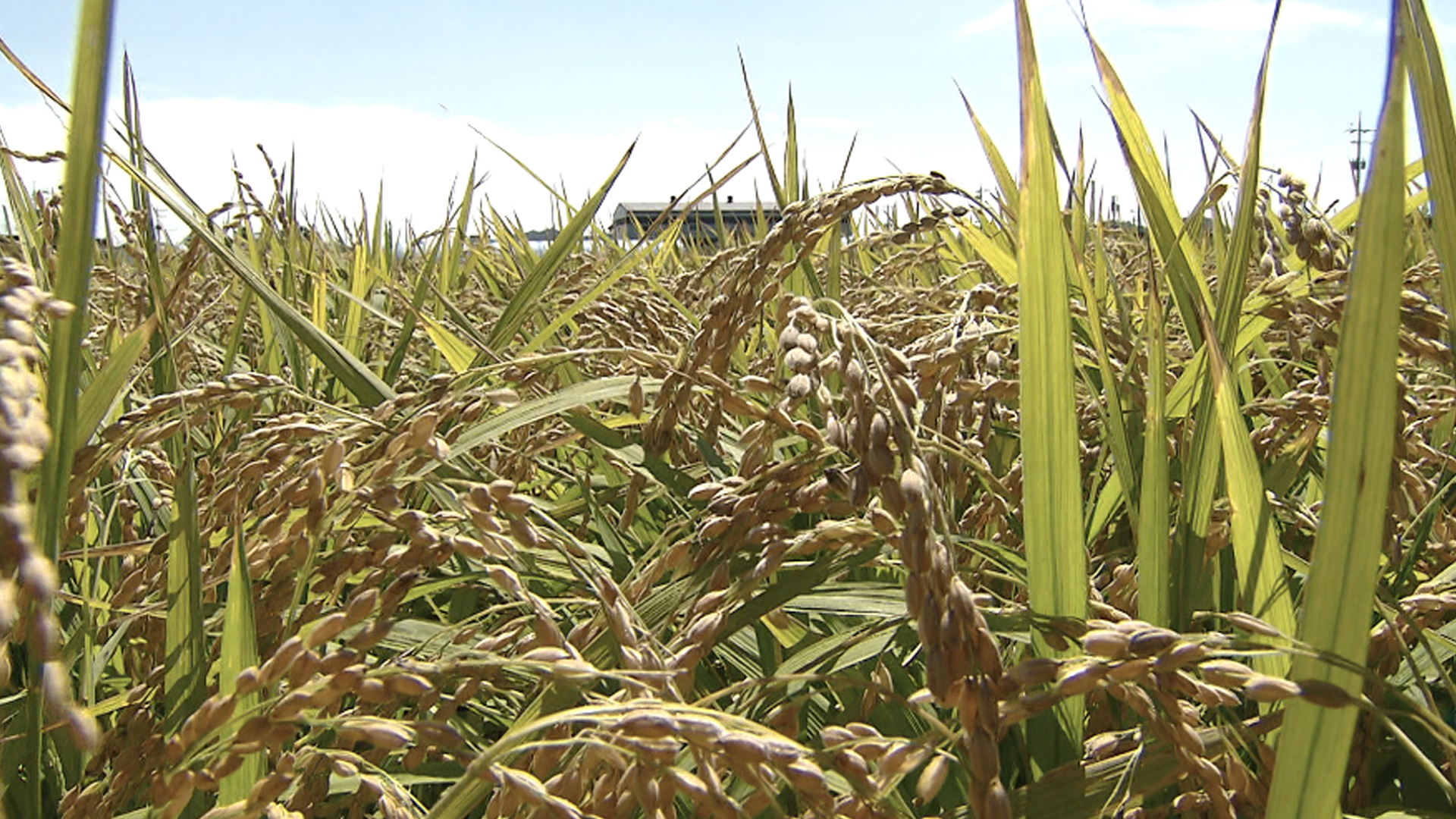 집중호우 무더위 반복.. 벼 병충해 관리 필요