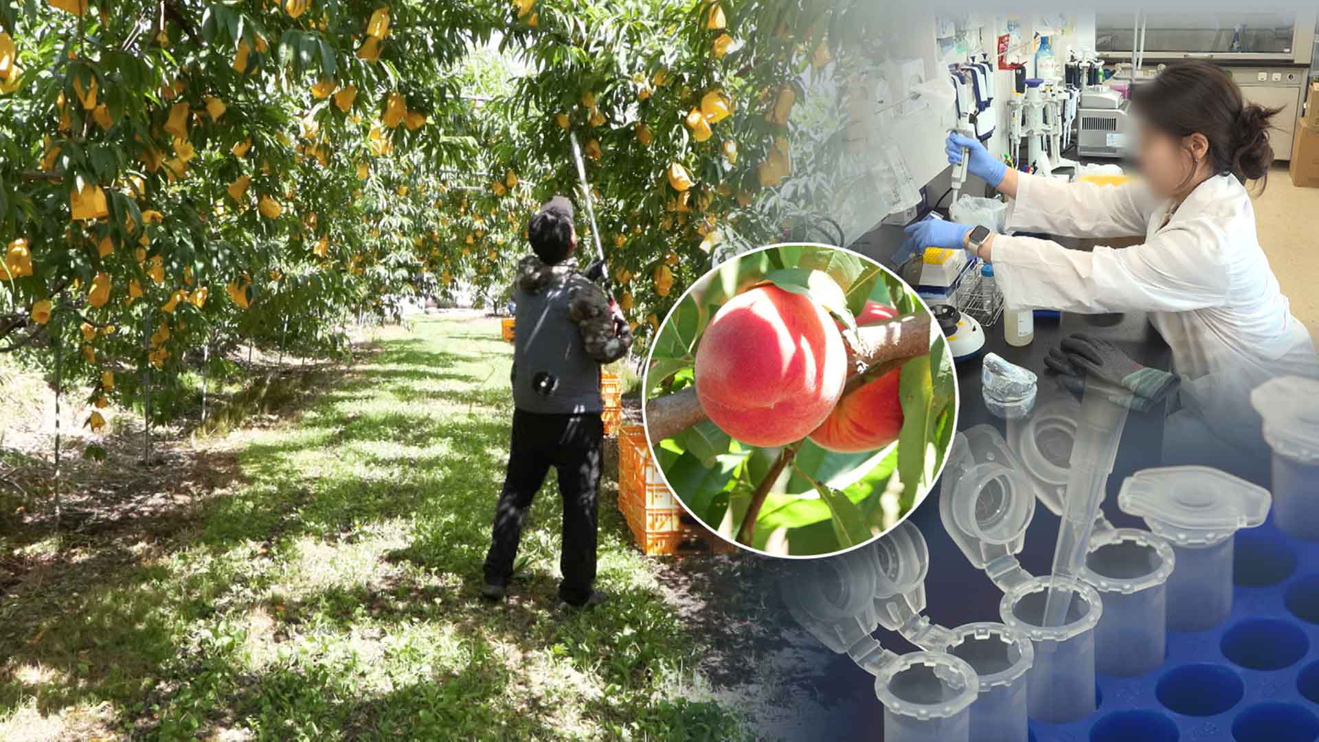 '맞춤형 복숭아'.. 