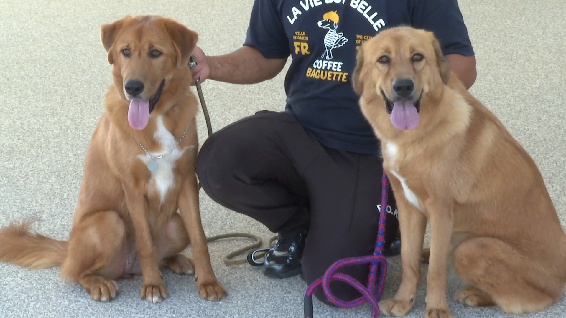 임실군, 반려산업과 신설..