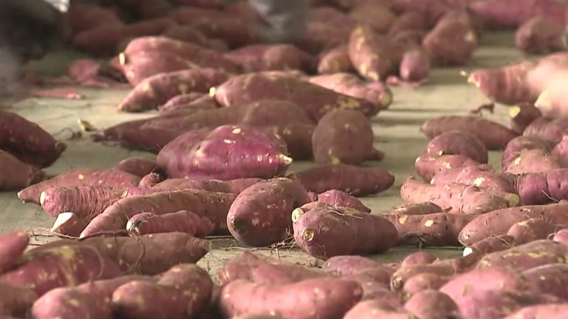 익산 고구마, 한국맥도날드 제품 식재료로 사용 [글로컬소식]