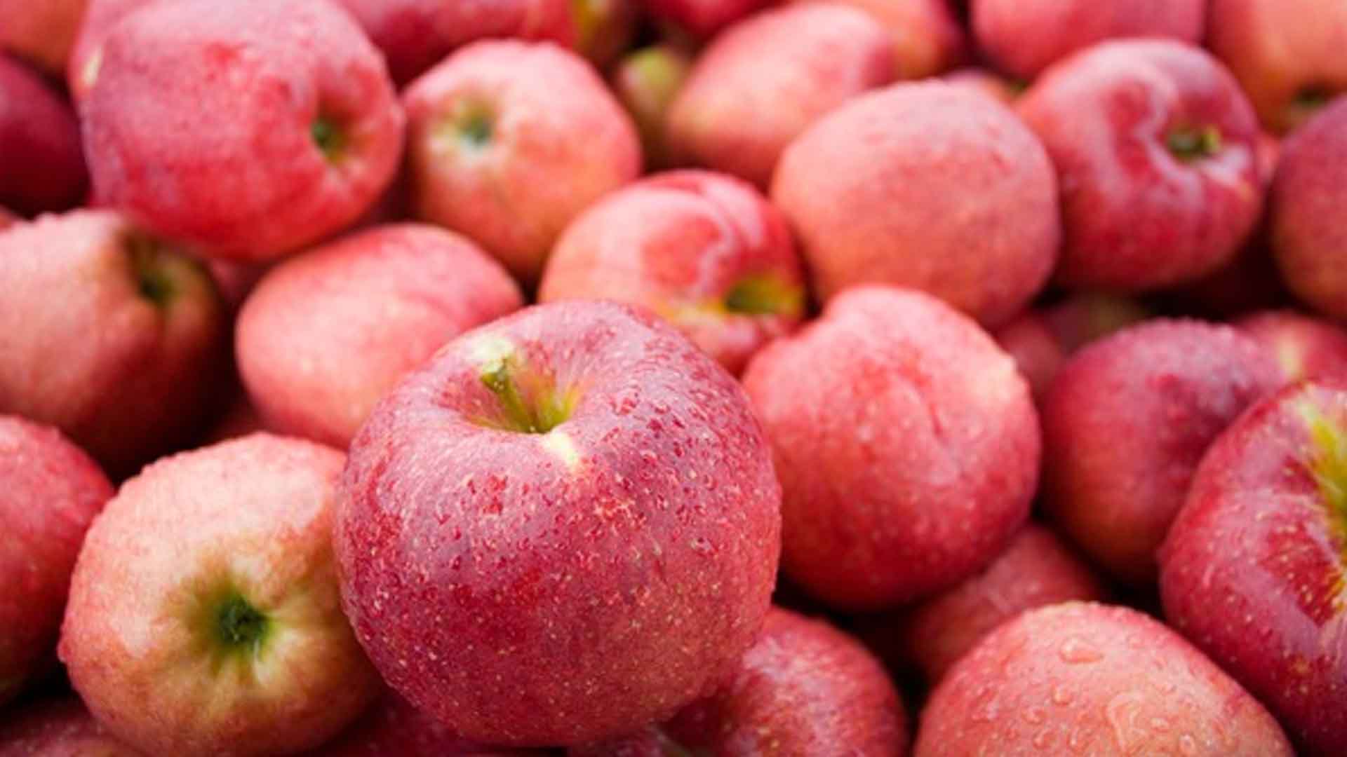 사과·배 생육 양호.. 태풍·햇볕데임 우려는 여전