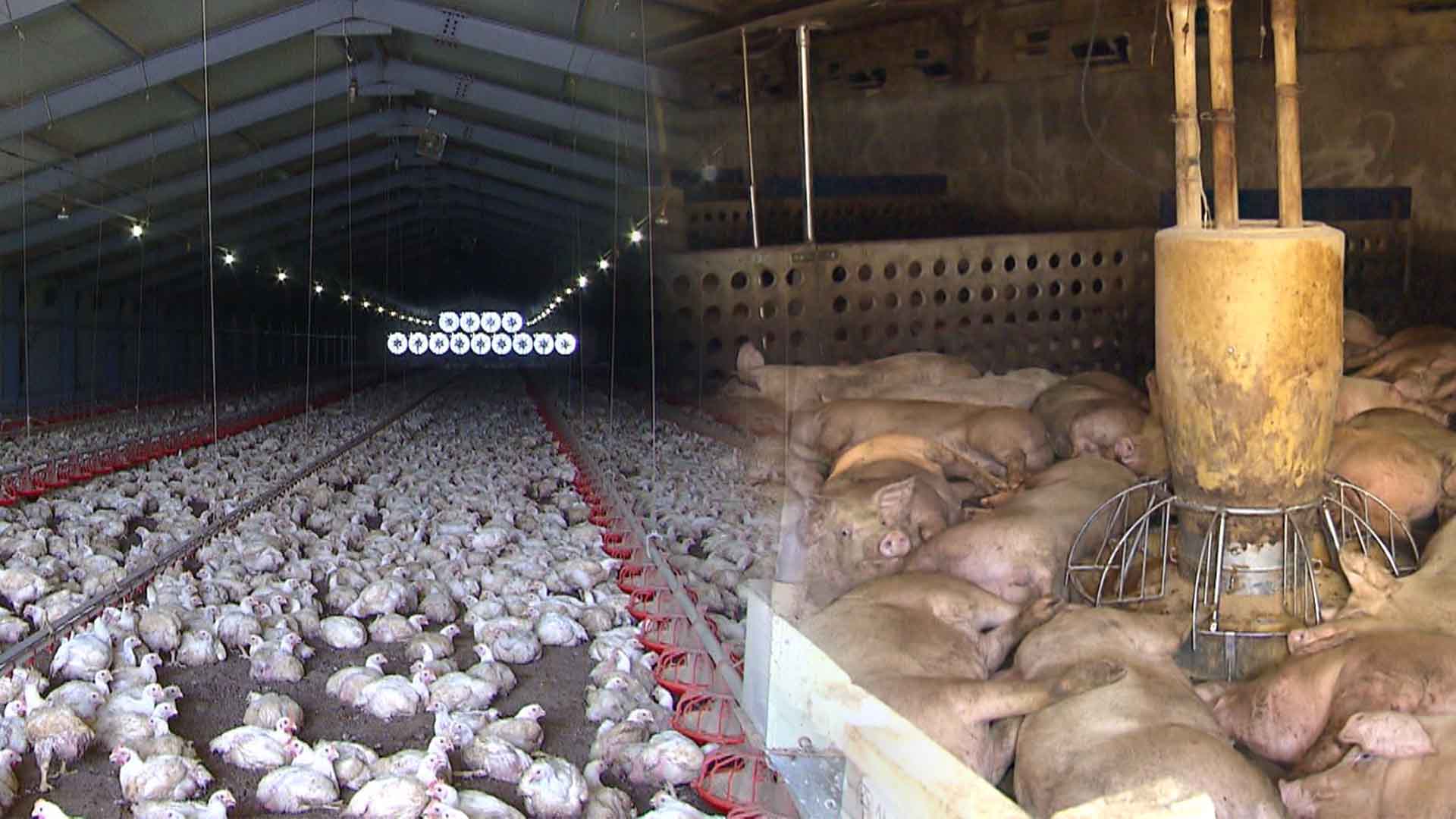 폭염에 죽어가는 축사 동물들..대부분 환풍기에 의존