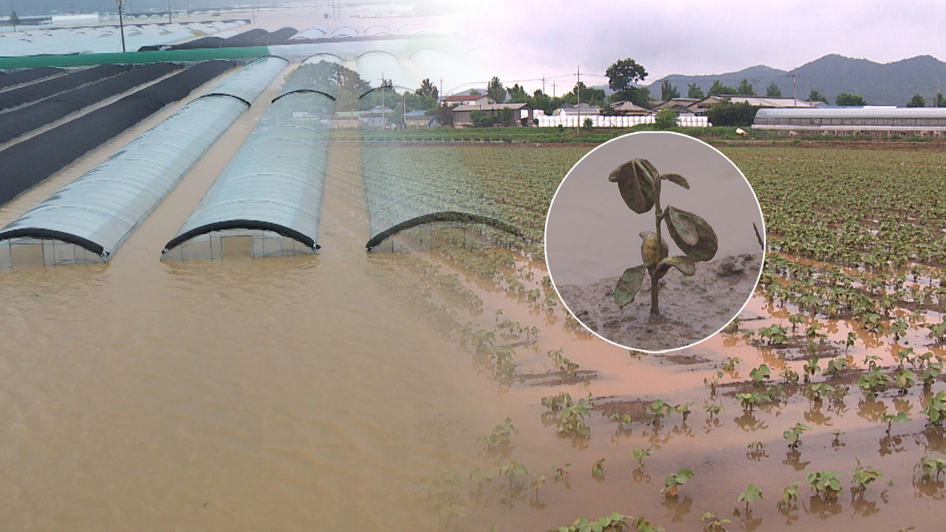 6월 집중호우 피해 논콩, 보험 가입기간 연장