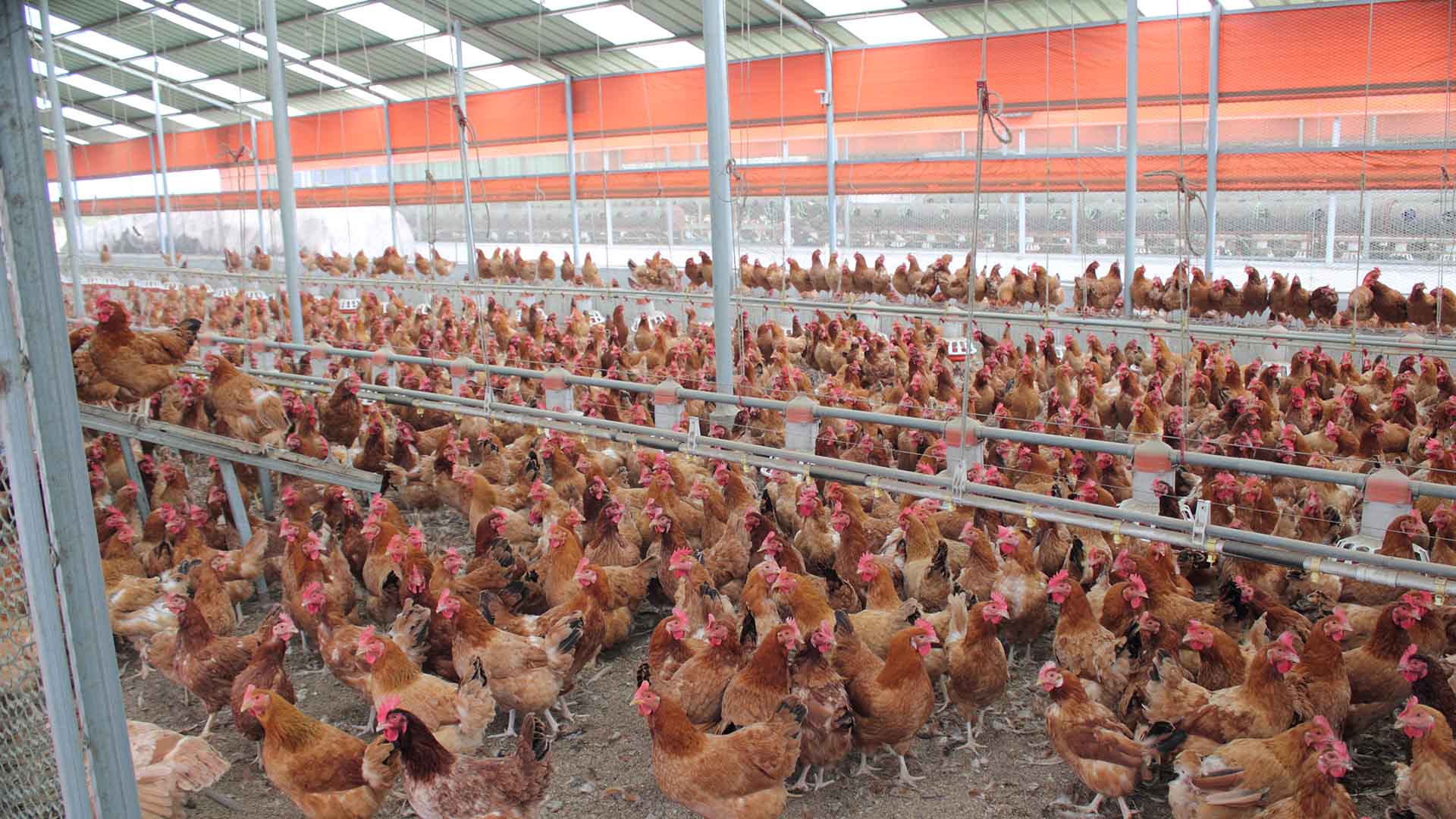 극한 호우 속 가축 178만 마리 폐사.. 닭 피해 많아