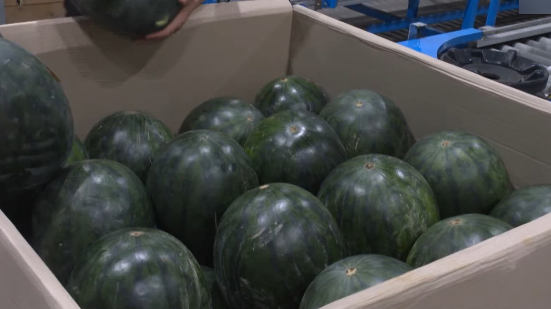 무주군, 고랭지 흑미 수박 특화단지 육성 [글로컬소식]