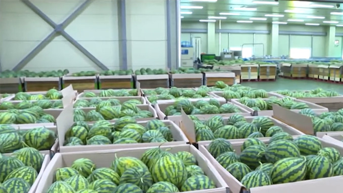 진안고원 명품 수박 출하.. 약4,500톤 예정 [글로컬소식]