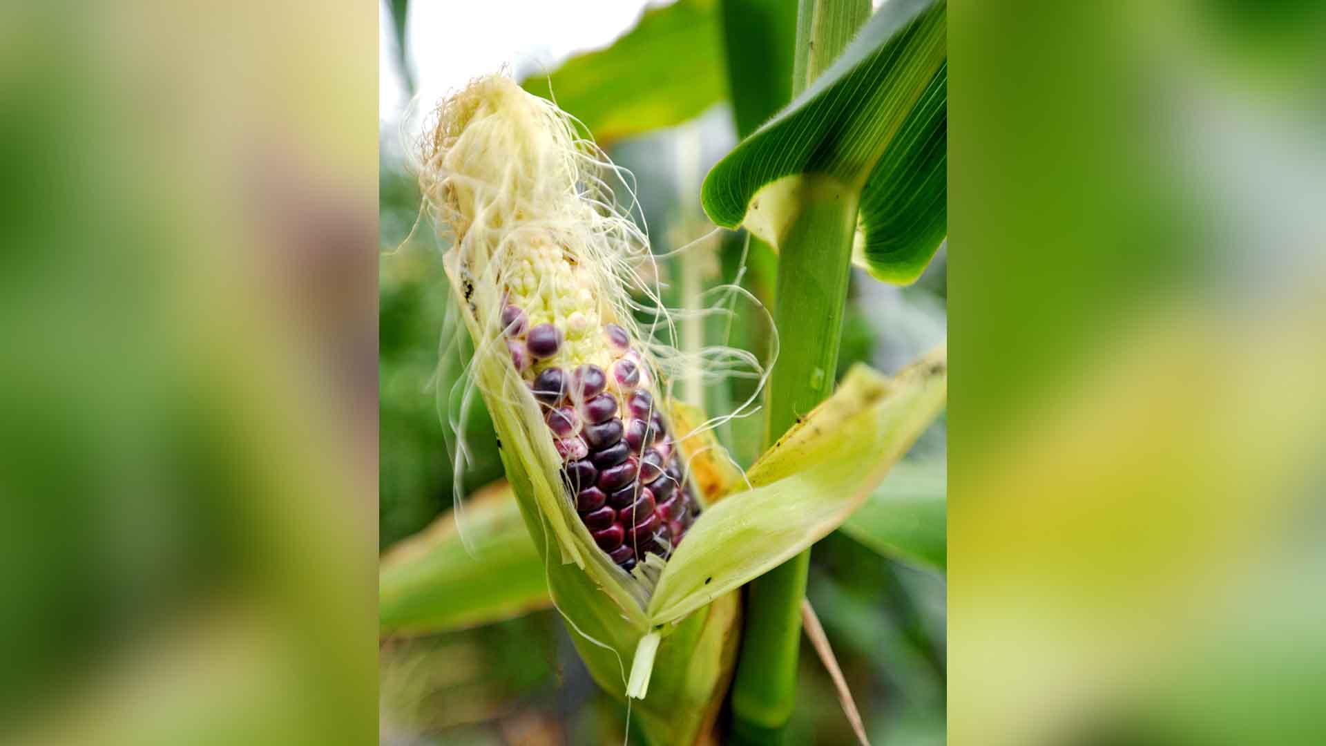 눈 건강 돕는 '카로티노이드'.. 곡물 중 '옥수수'가 1위