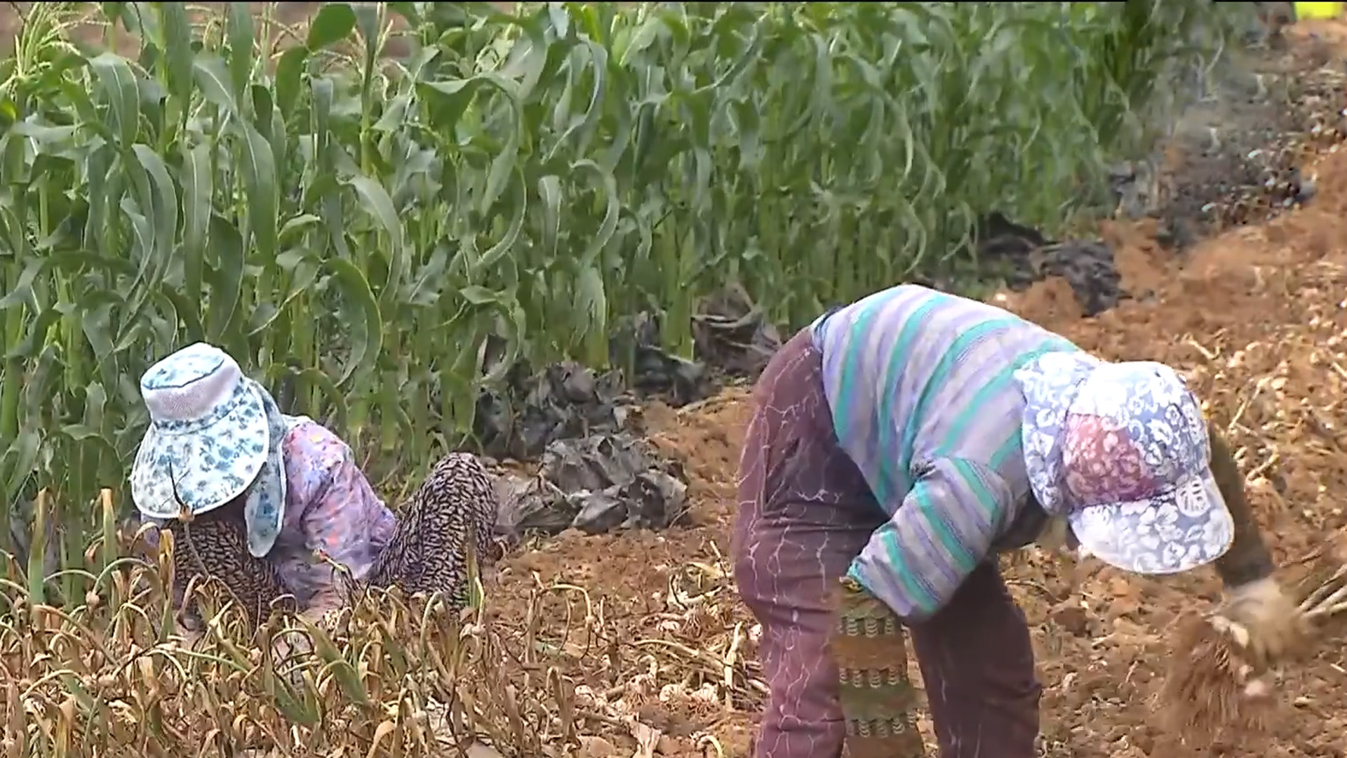 농민 고령화 심각.. 70대 이상이 50.8%