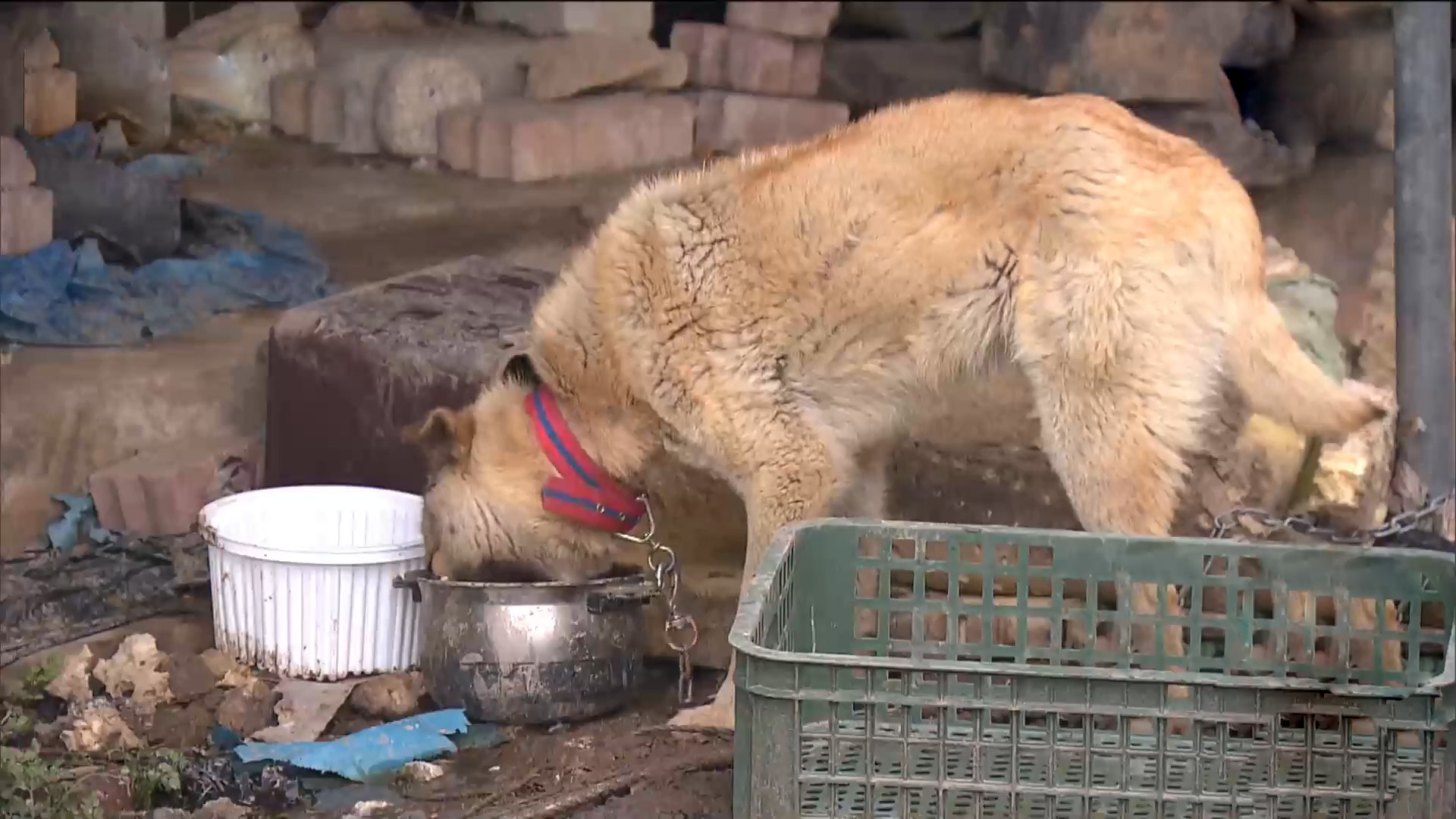 개식용종식법 시행 후 개사육농장 65% 문닫아