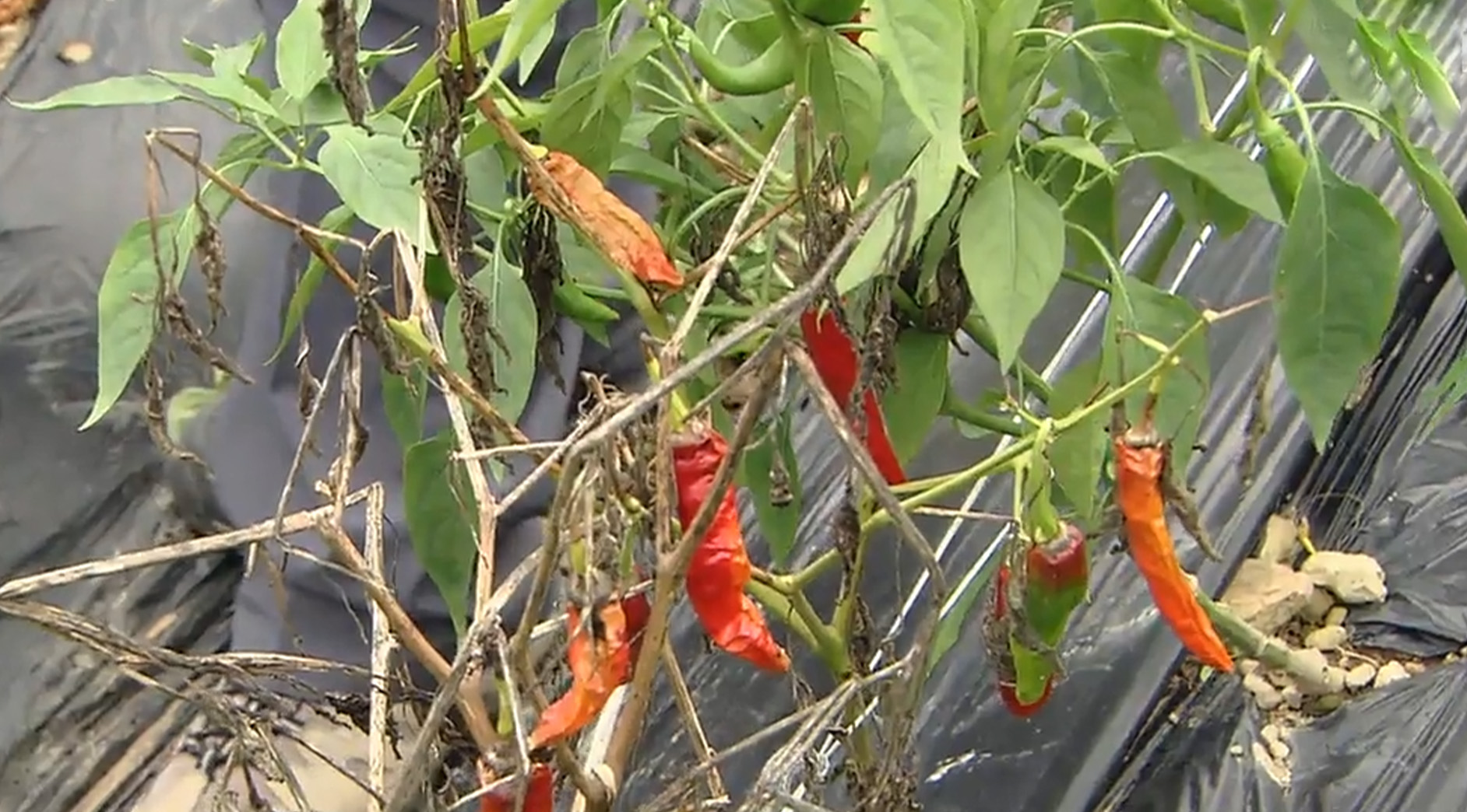 호우 뒤 폭염.. 채소류 철저한 생육 관리 필요