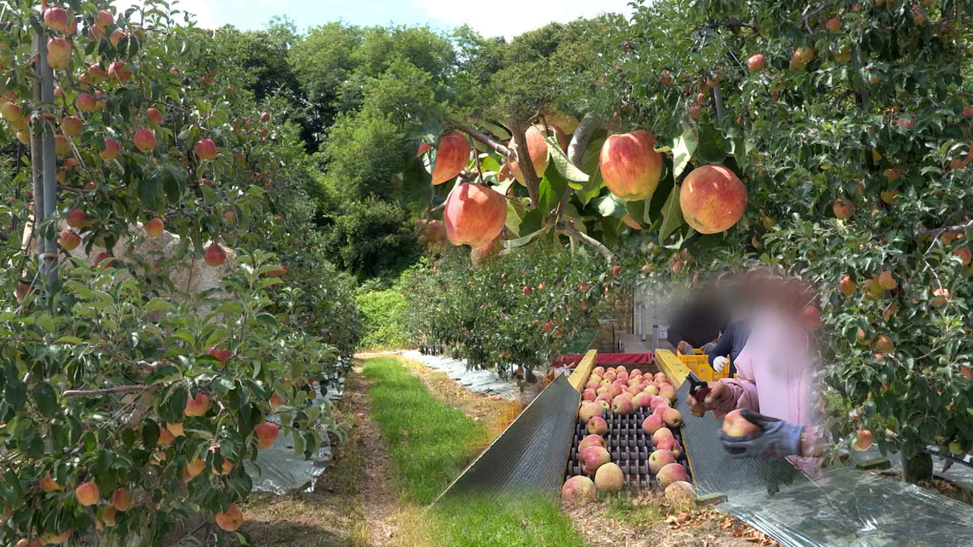 출하 앞둔 홍로 작황 '양호'.. 그러나 올해도 