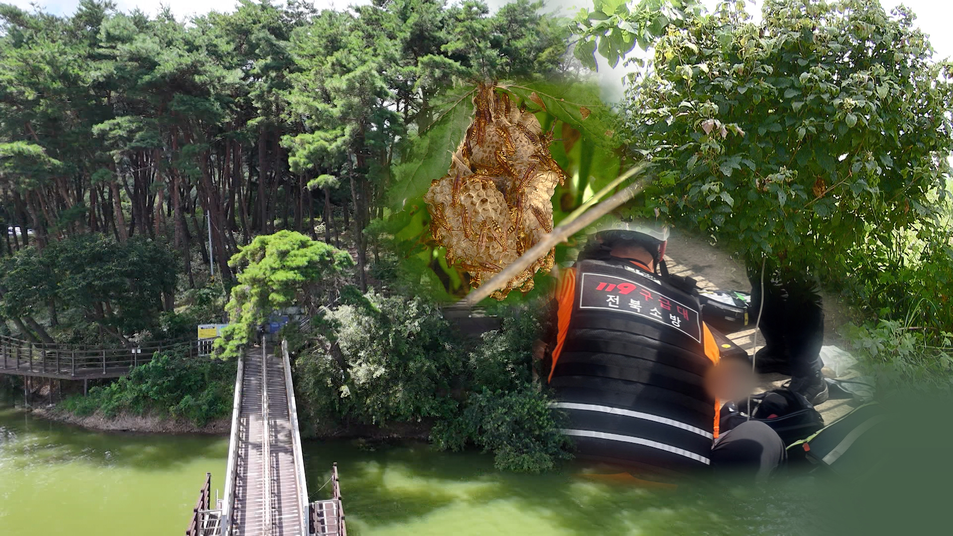 6~9월 벌쏘임 집중돼.. 무더워도 흐려도 활동 왕성한 벌