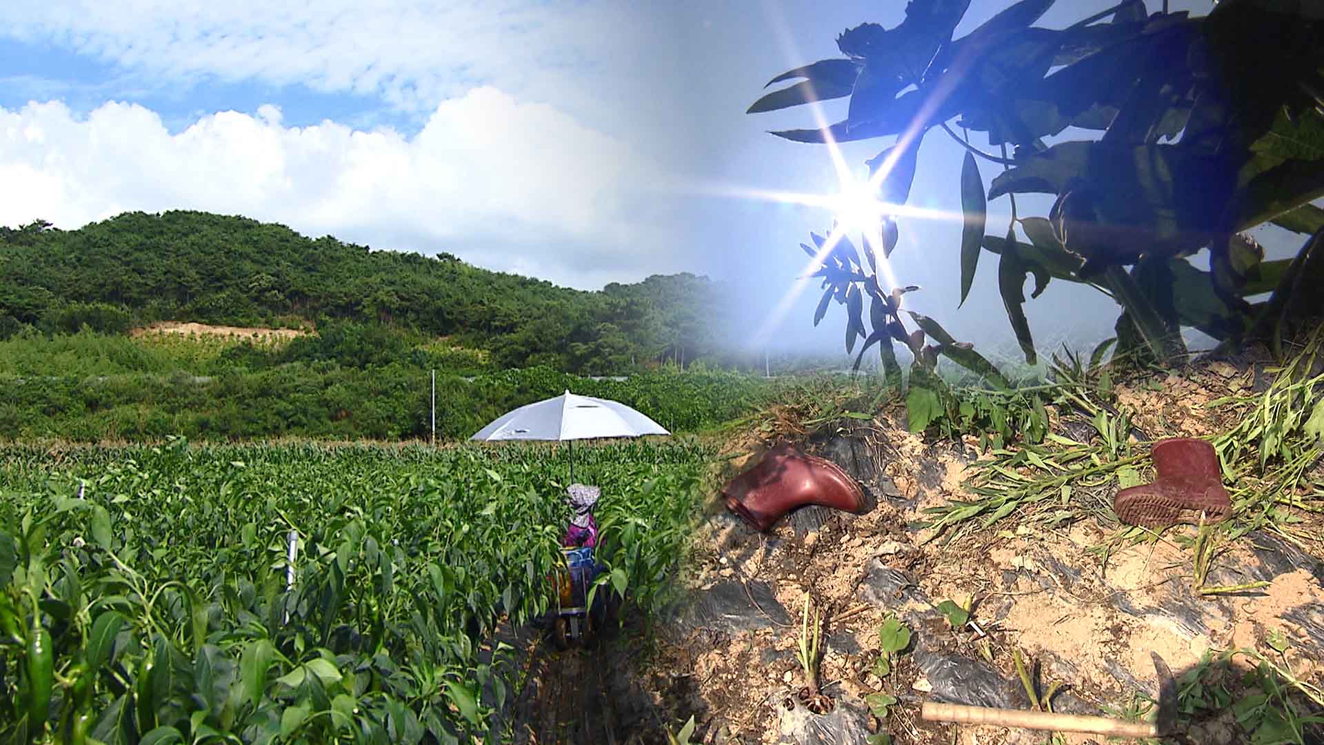 밭일 하던 80대 숨져.. '처서' 앞두고 무더위 계속