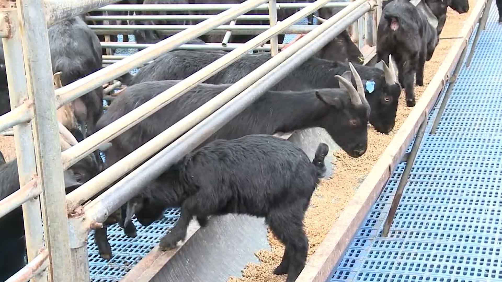 순창군, 가축재해보험 가입 독려..최대 300만 원 보상 [글로컬소식]