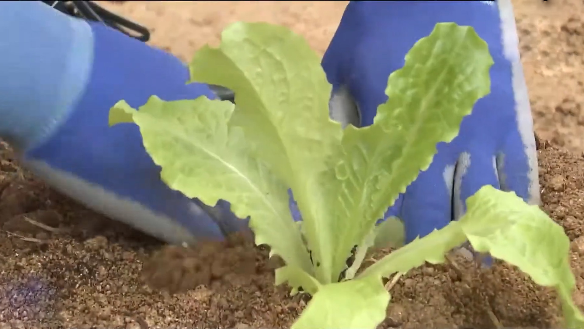 전주시, '텃밭 가꾸기' 등 도시 농업 교육생 모집