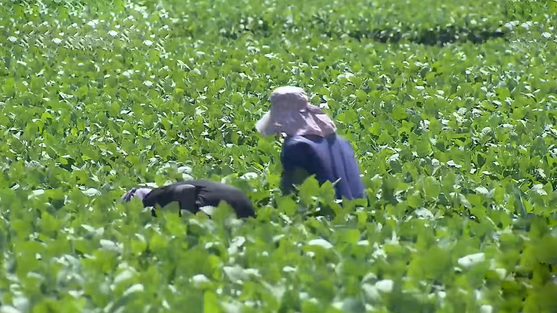 등숙기 맞은 논콩, '적절한 물대기' 필요