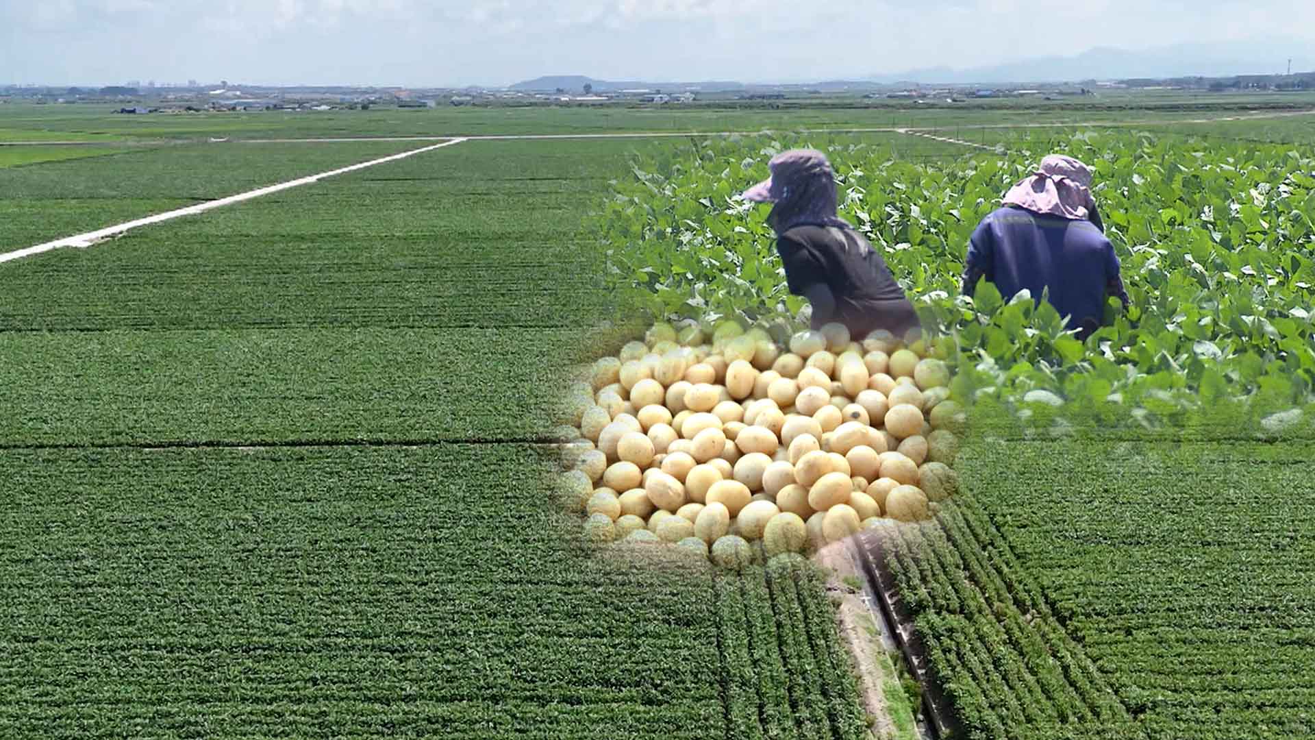 '벼 말고 콩 심어라 할 때는 언제고'.. 농민들 