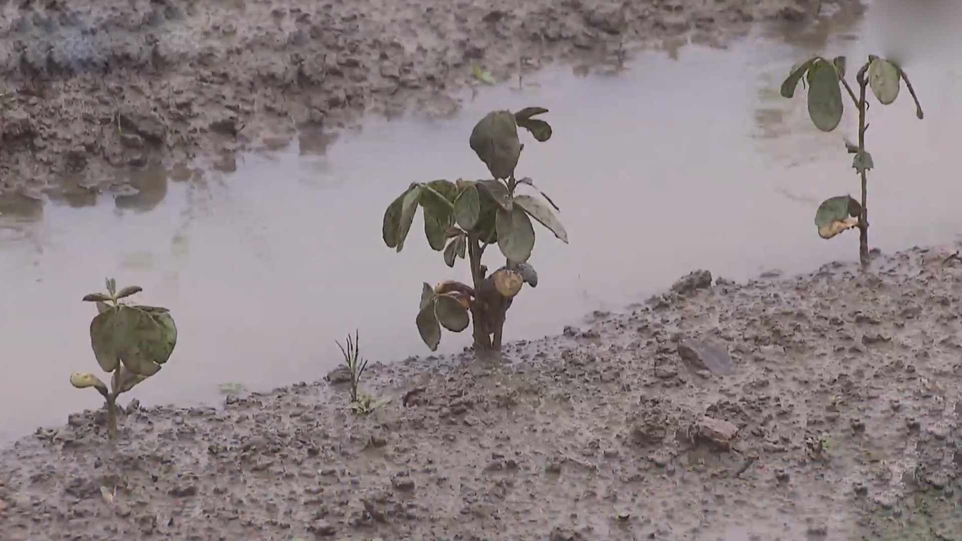 1년 전보다 46% 늘어난 논콩.. '과습 피해' 우려
