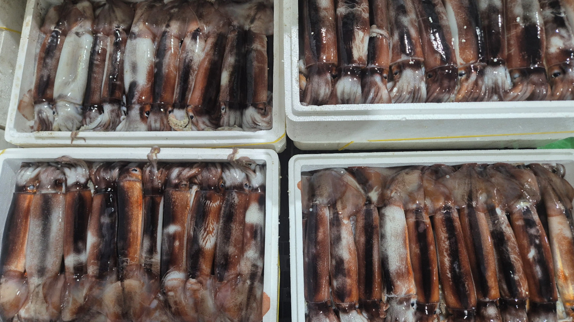 군산 비응항, 오징어 위판량 전년보다 큰 폭 증가