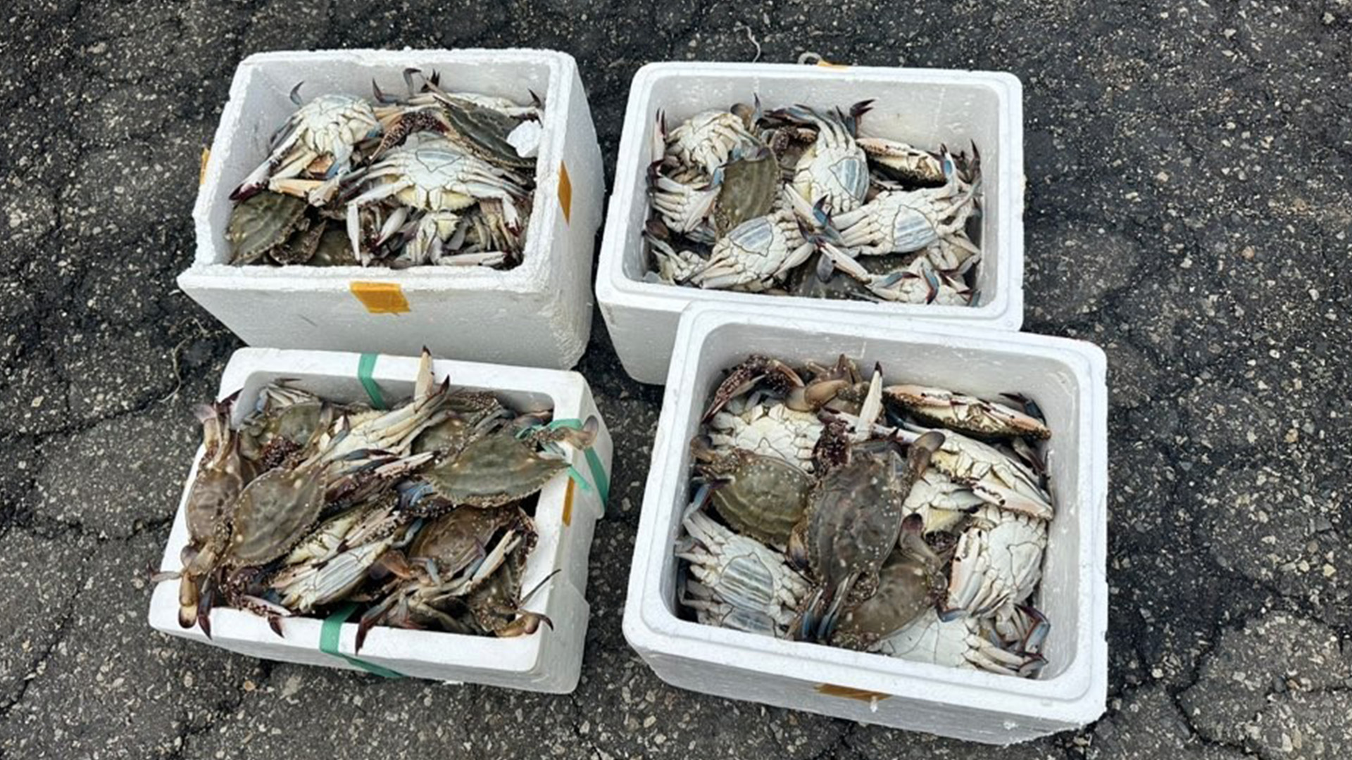 해경이 호출하자 벌어진 선박 추격전.. 불법 조업한 배, 꽃게 버리고 도주