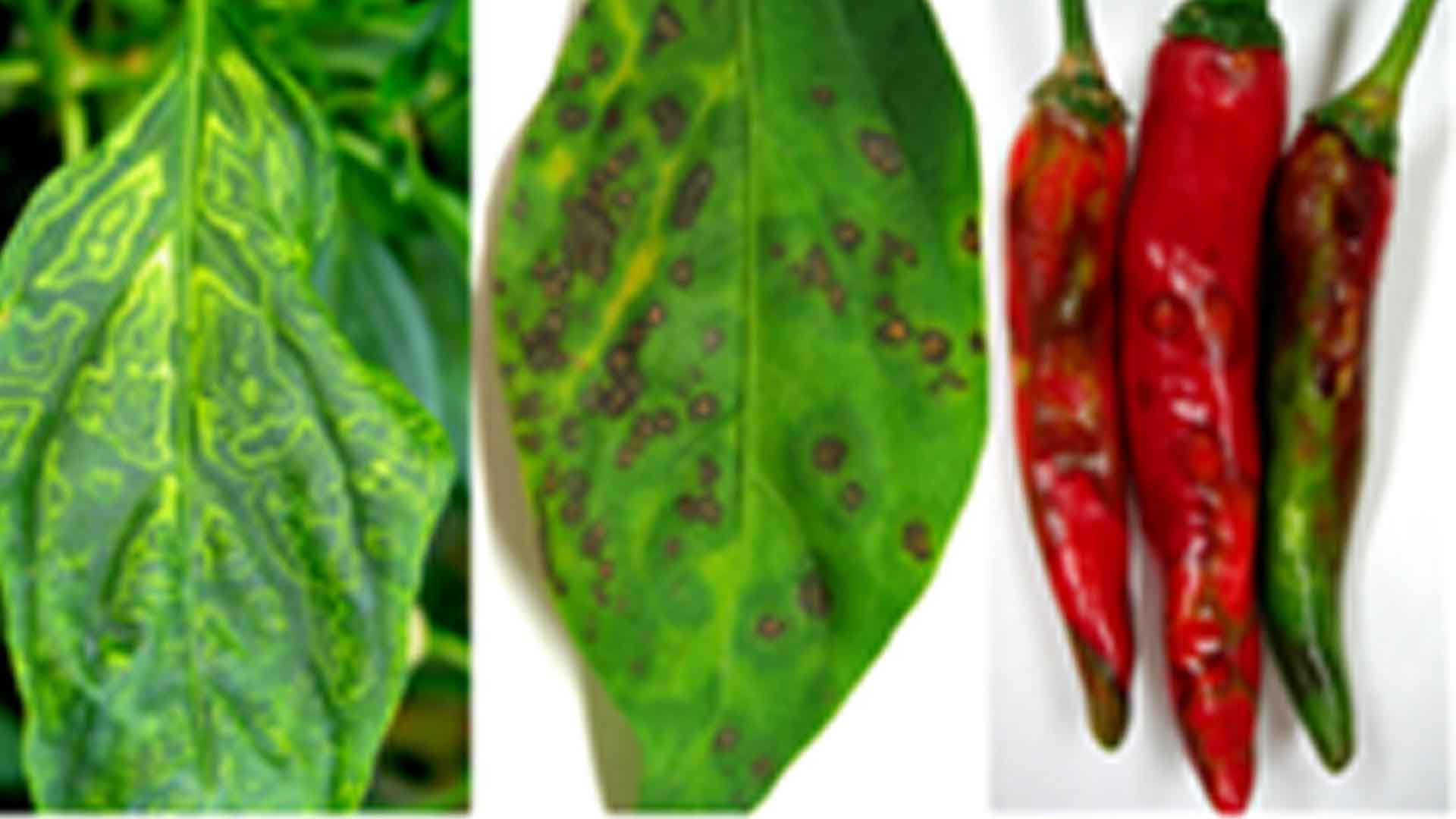 식물바이러스 14종, 전국 발생 지도 나와