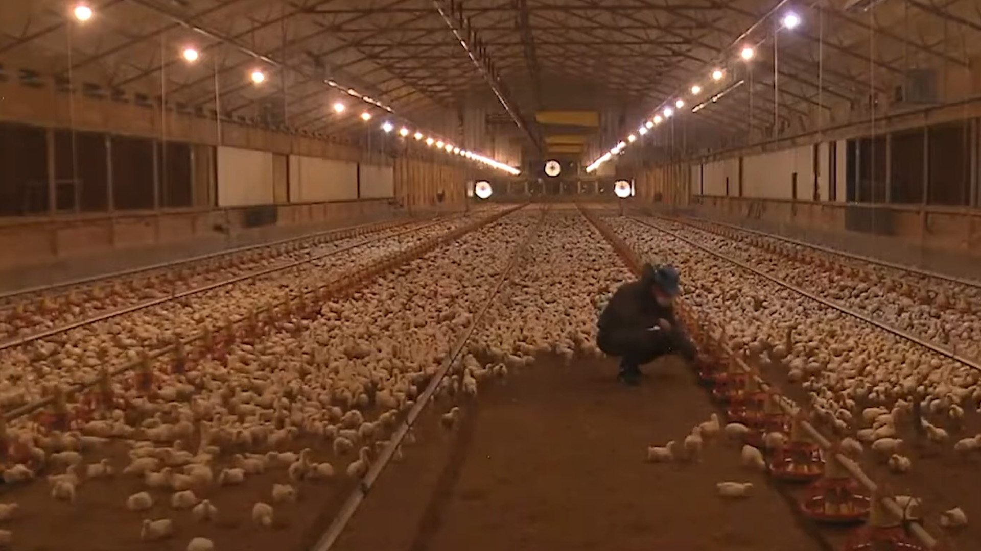 축산농가 폐사에 전기료 부담까지 경영난 가중