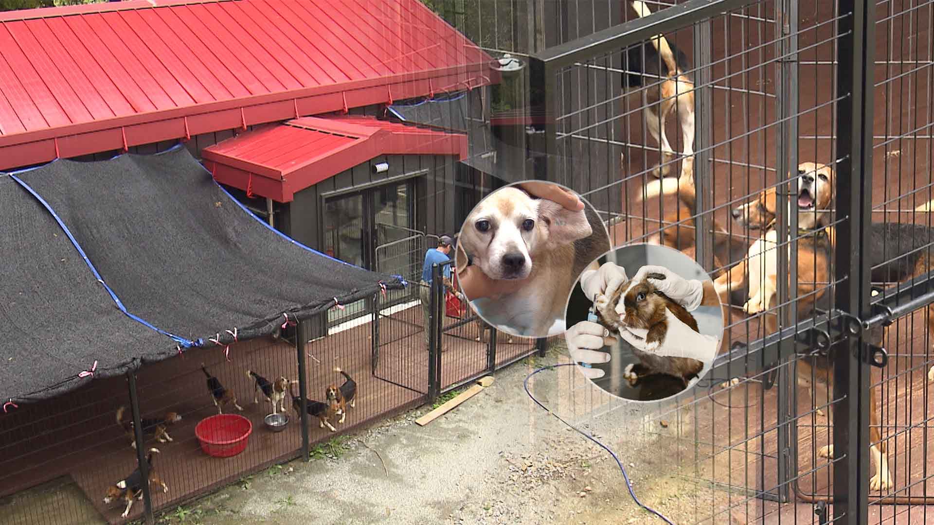 보호소 유기견이 ‘실험동물’? 사각지대 “심각”