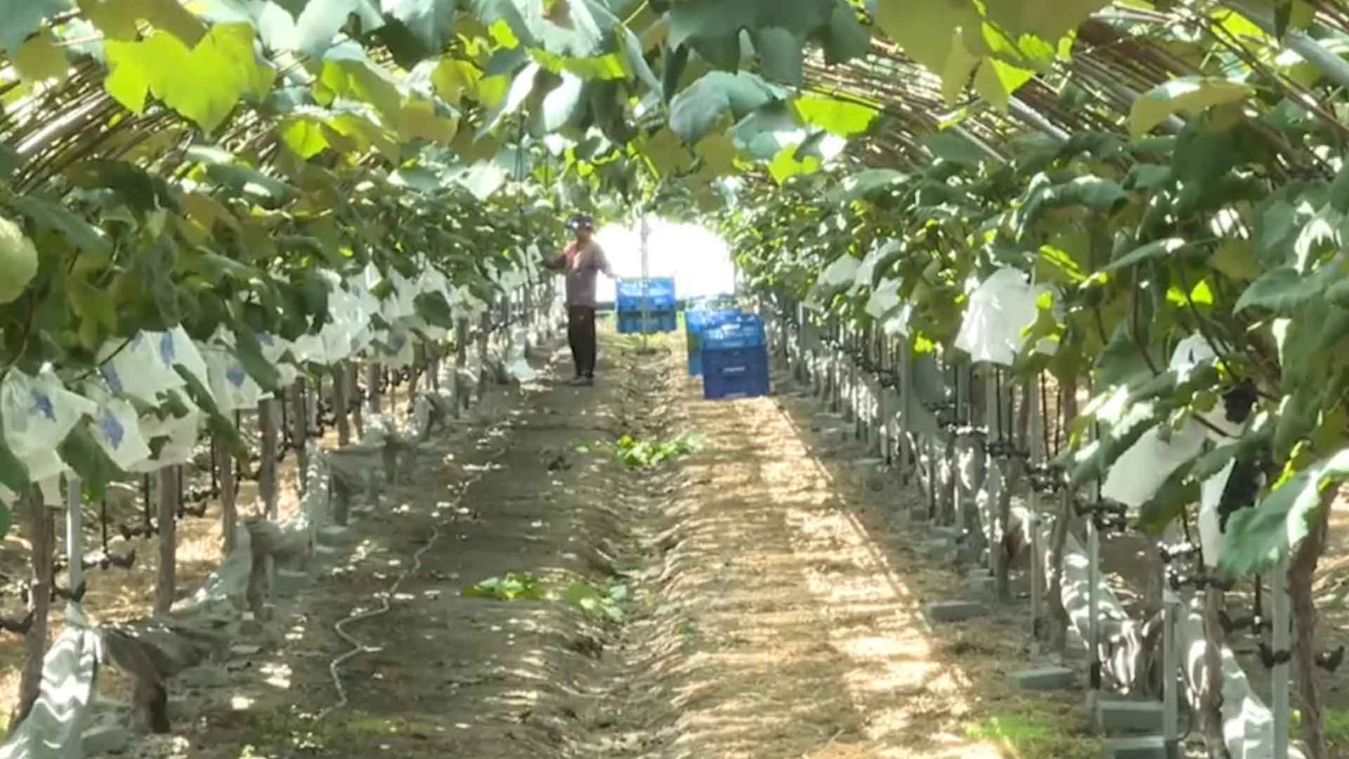 남원시, 2030년까지 프리미엄 농산물 브랜드 육성 [글로컬소식]