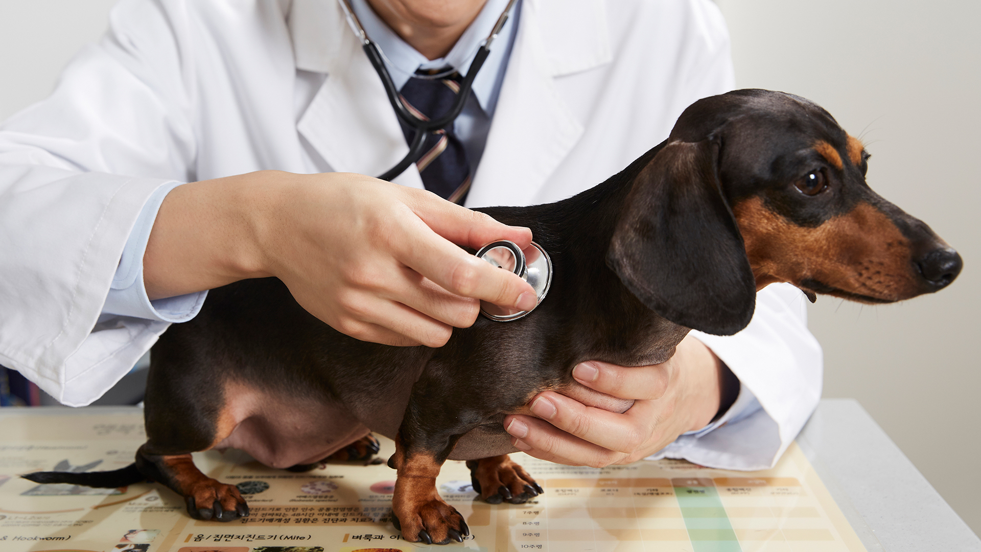 추석 연휴, 공백 없는 동물 의료서비스 제공