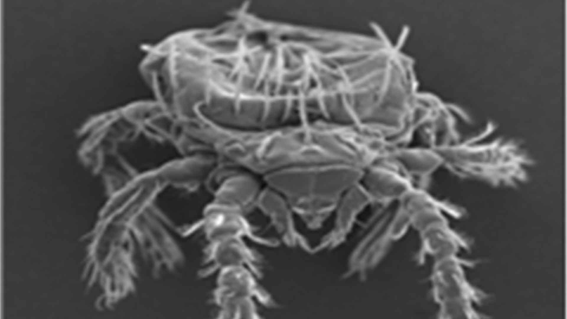 진드기 매개 감염병 가을철 집중.. 성묘·벌초 주의