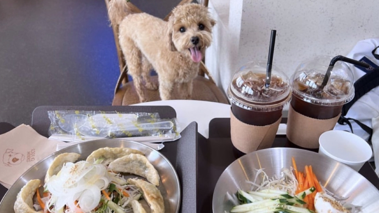 전북도, 애견카페 반려동물 간식 무등록 제조·판매 주의