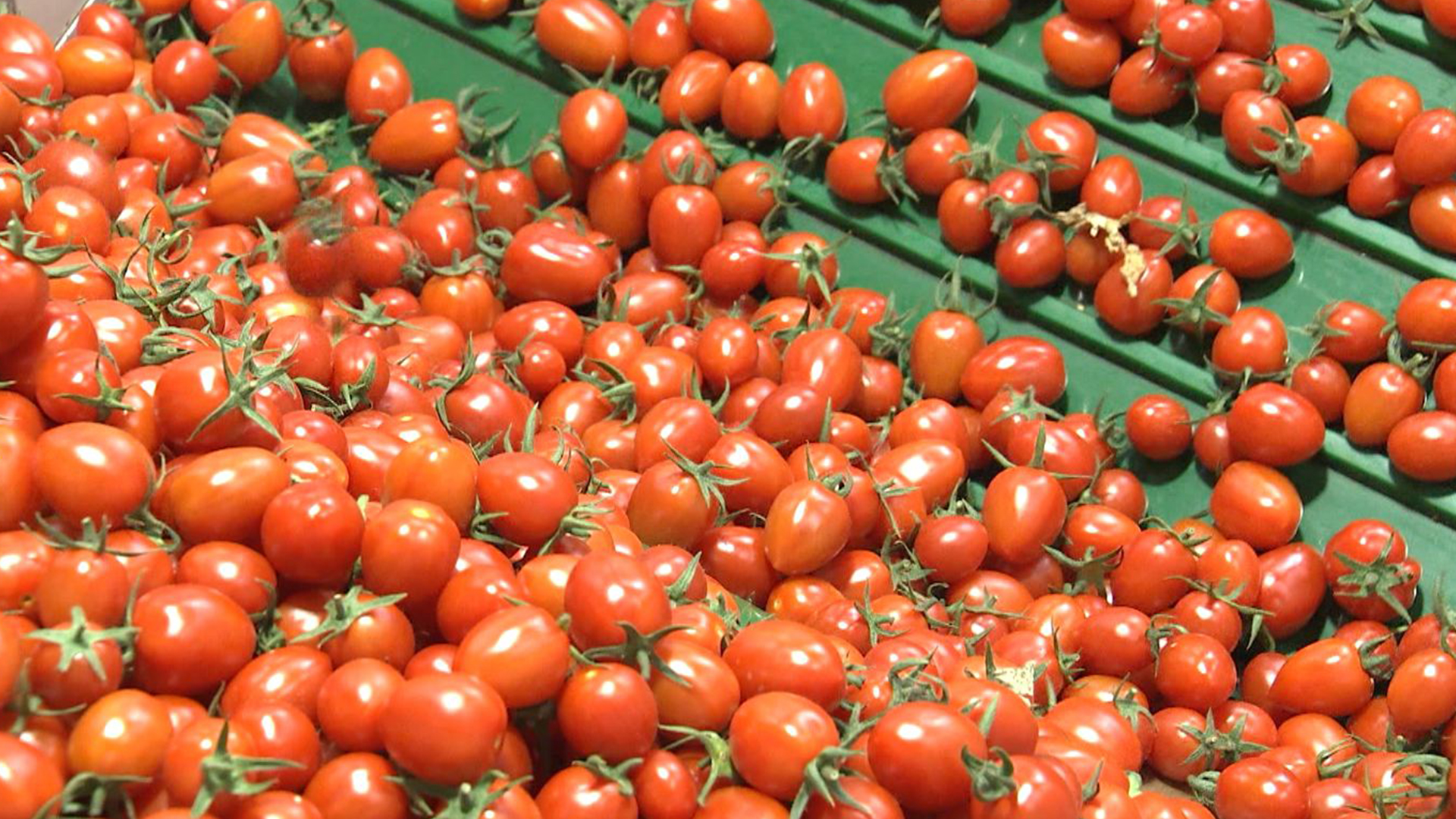 소득 1위 '토마토', 소득증가 1위 '방울토마토'