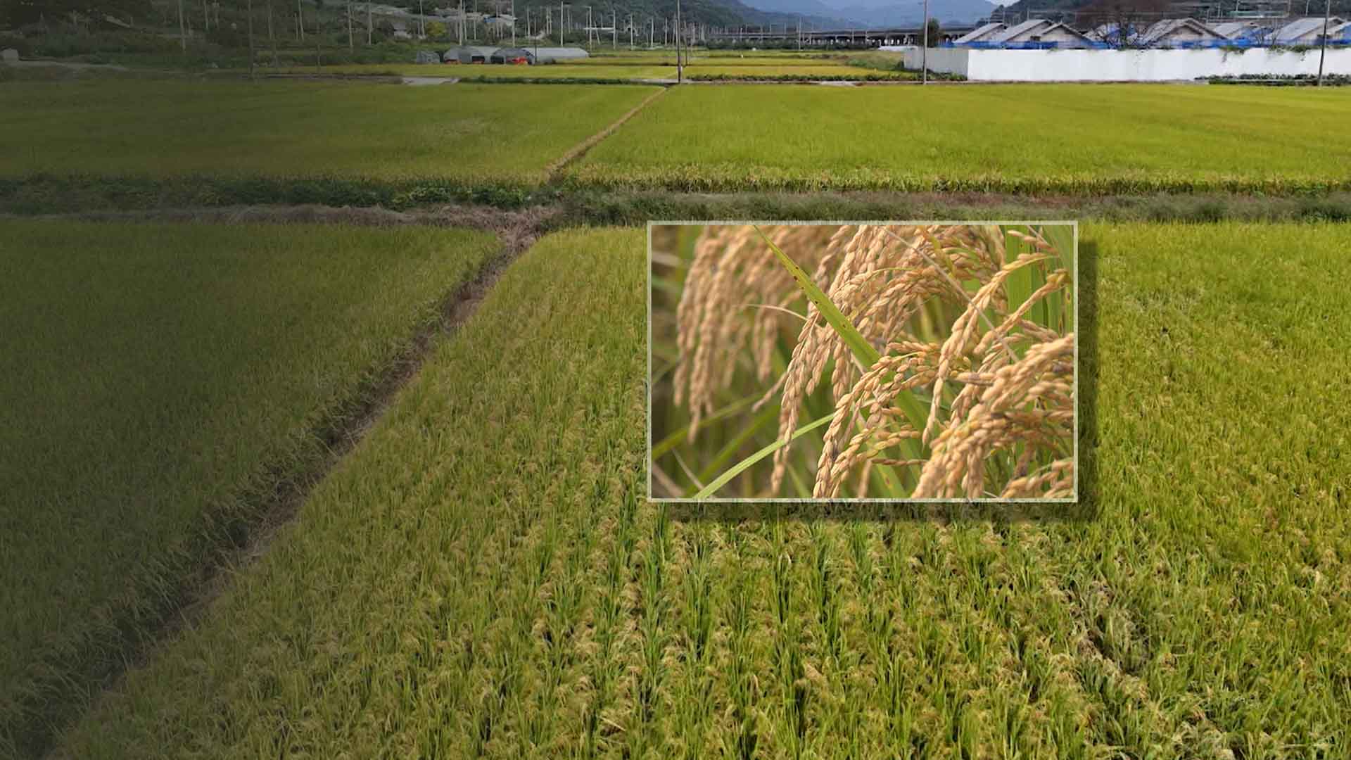 벼농사 '풍년'.. 