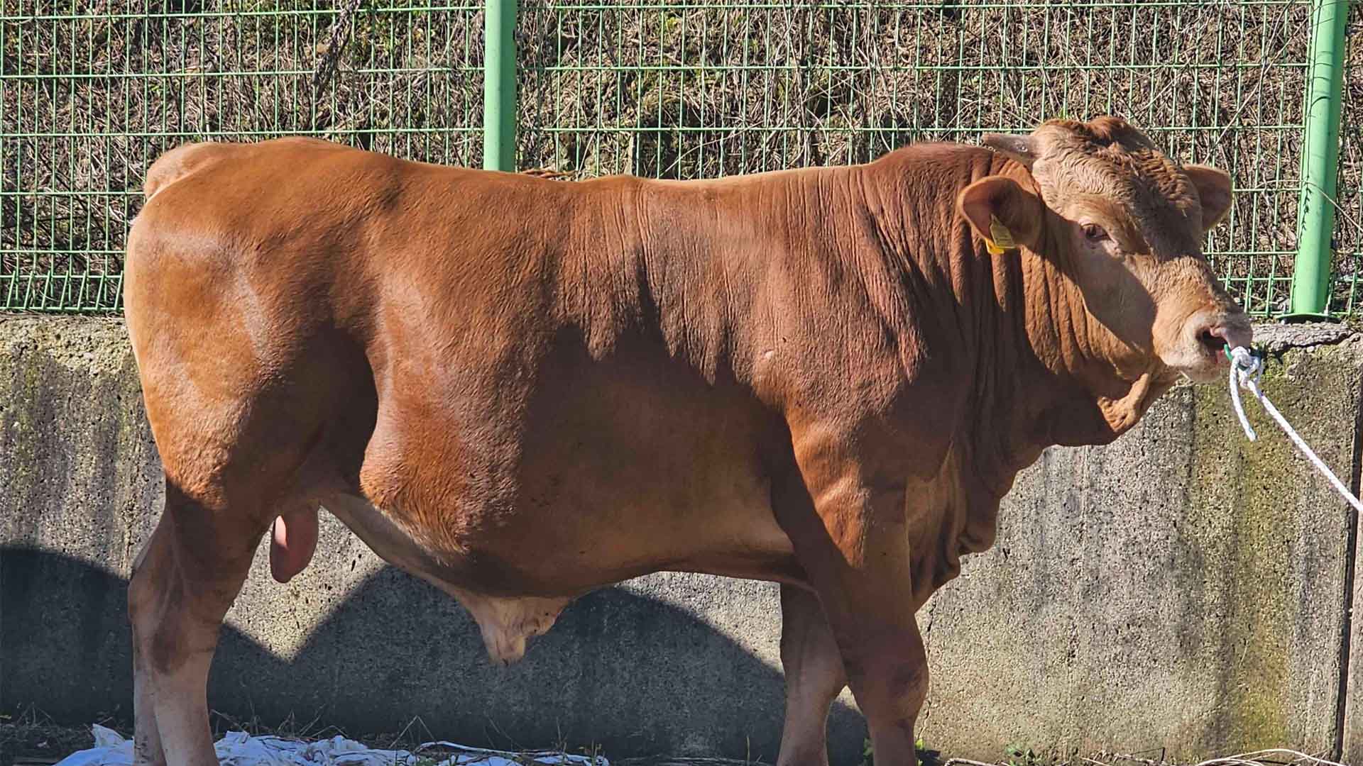 전북자치도, 상·하반기 연속 한우 후보씨수소 배출