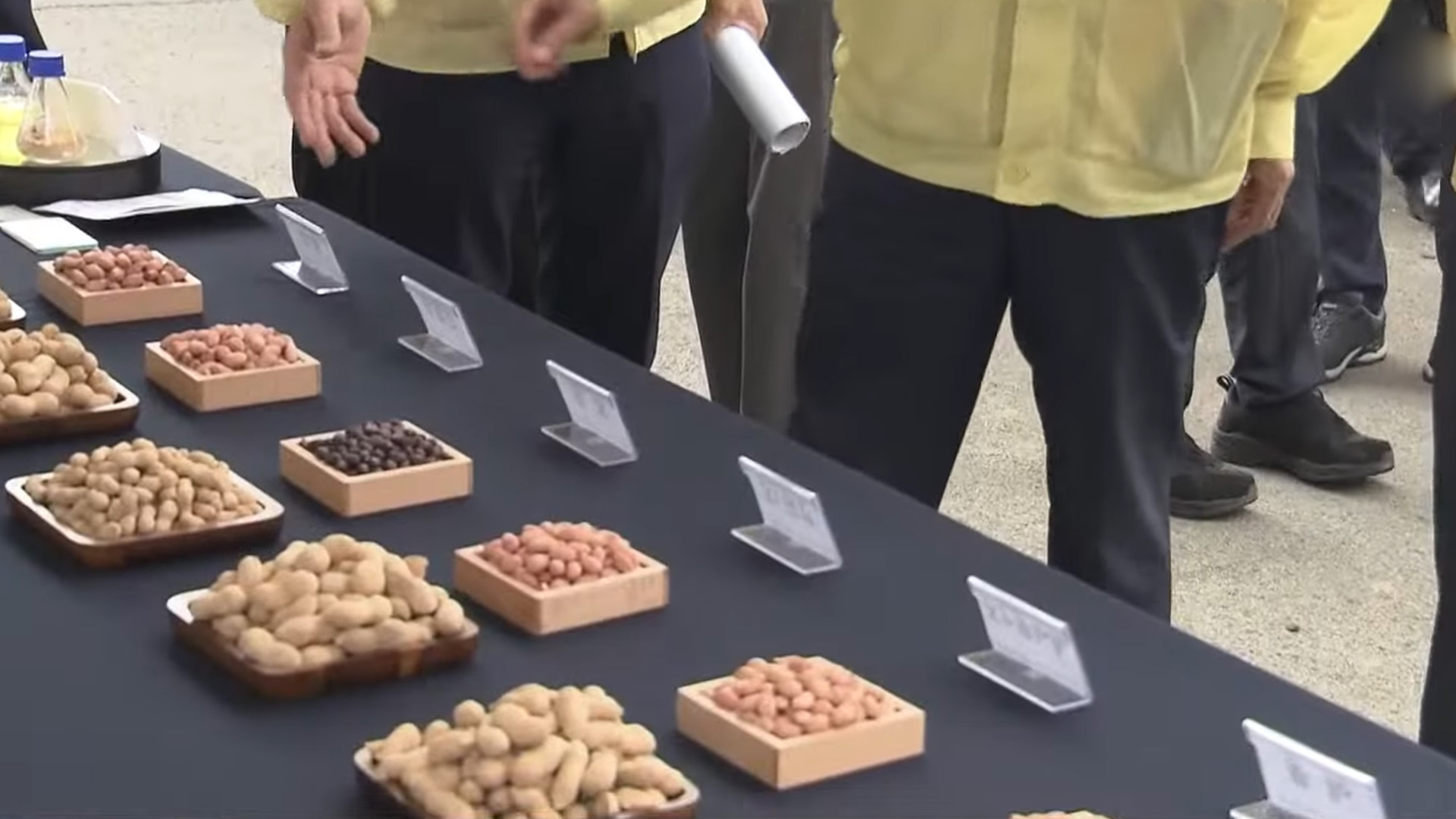 고창군, 땅콩 신품종 품평회 개최..