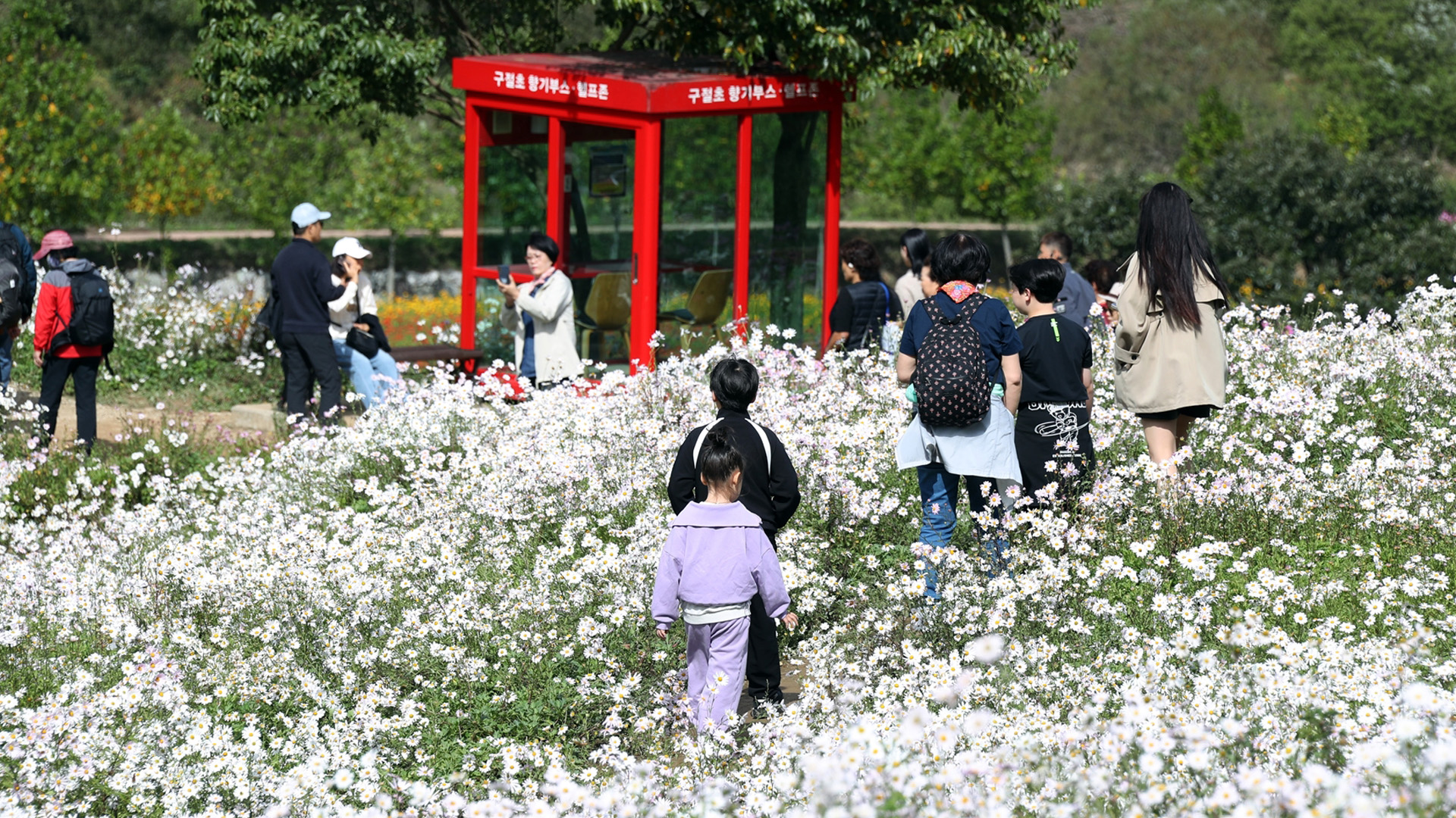 제18회 정읍 구절초 꽃축제 14일 개막..볼거리, 먹거리 풍성