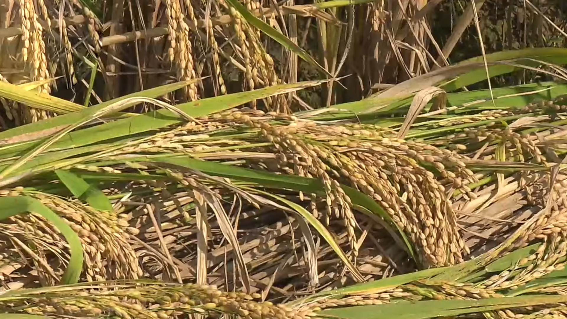 벼 수발아 피해 농업재해 인정.. 신고하면 복구비 산정